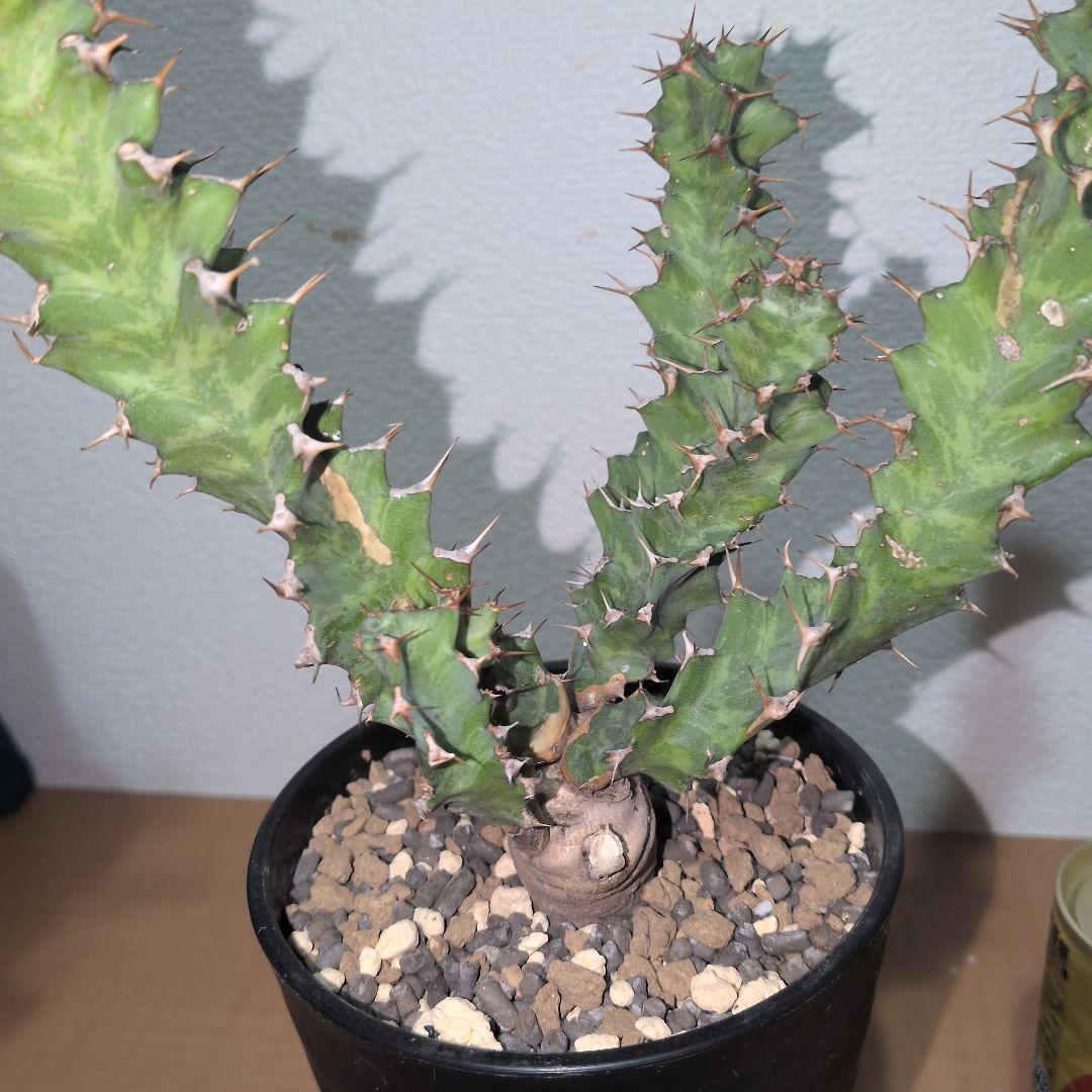 ユーフォルビア クラビゲラ 大株 実生（鉢付き)