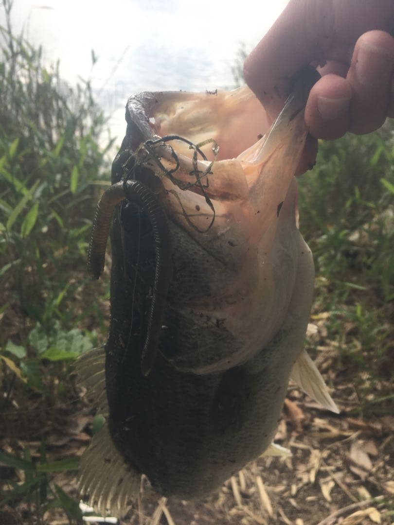 OSP ダイワ ドライブクローラー みみずぅネコストレートボトムアップ