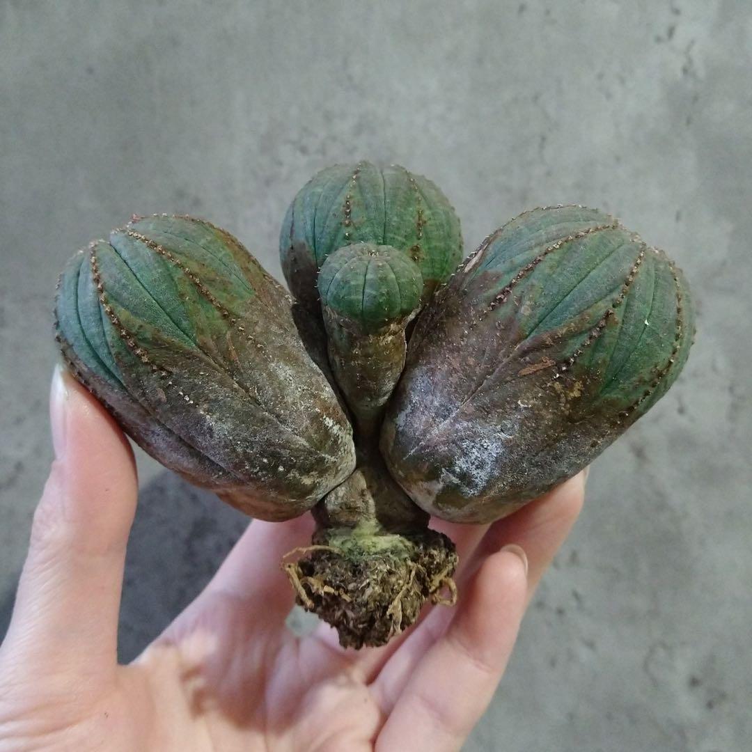 B17843☆オークション☆ユーフォルビア オベサ 5頭立ち！！ 美株