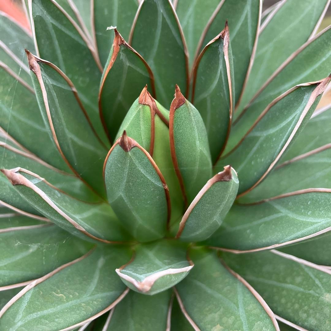 キャス様専用 アガベ 雪嶺 笹の雪B型セット - メルカリ