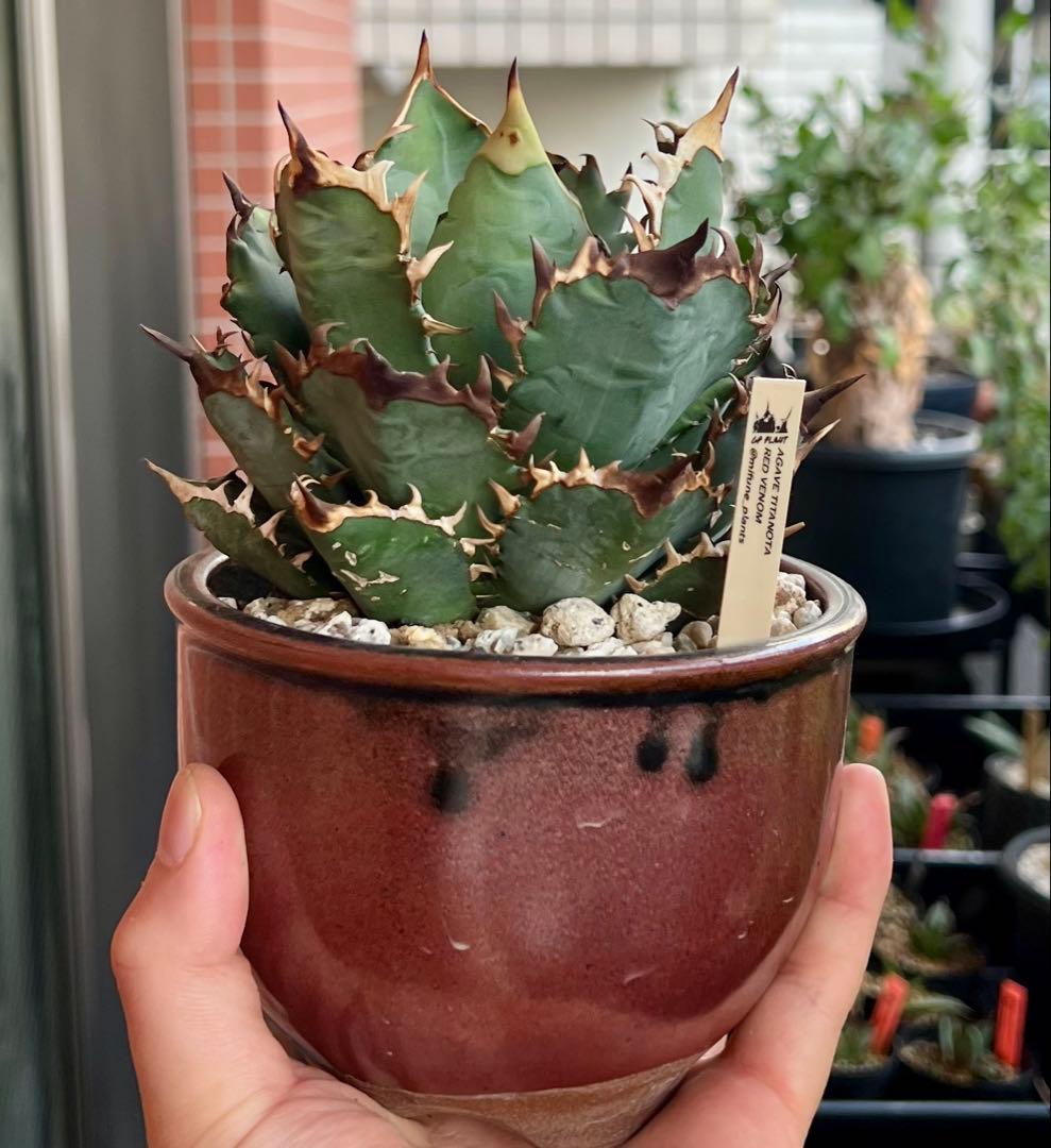 アガベ チタノタ RED VENOM（レッドベノム）イラン株 - メルカリ