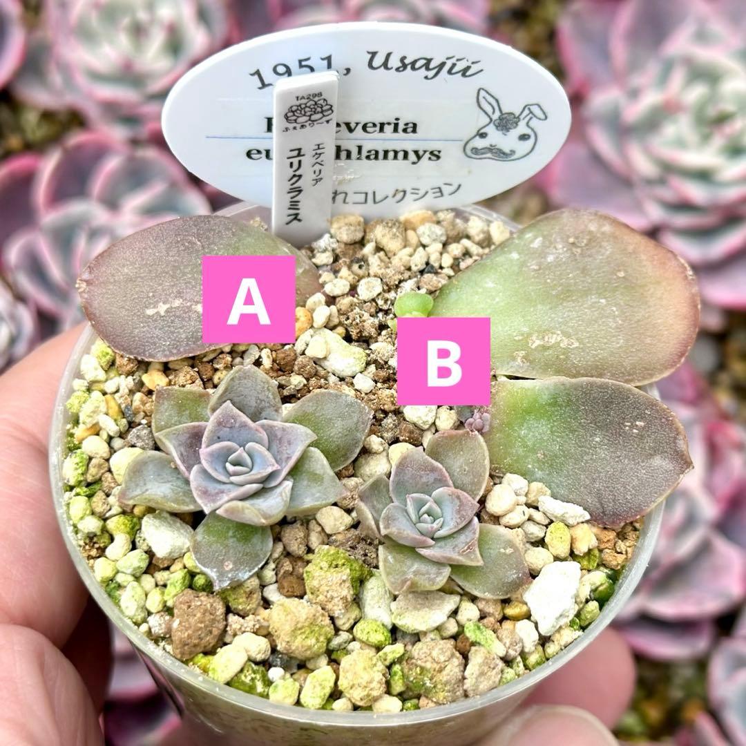 【サービス品@1480〜】ユリクラミス