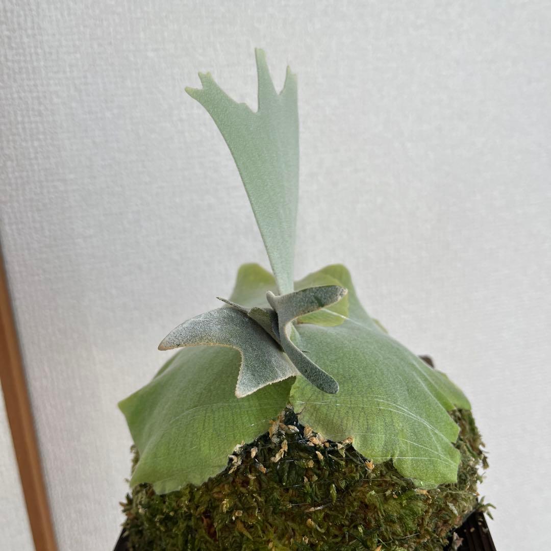 ビカクシダ P.willinckii Polaris ポラリス OC 子株 - メルカリ