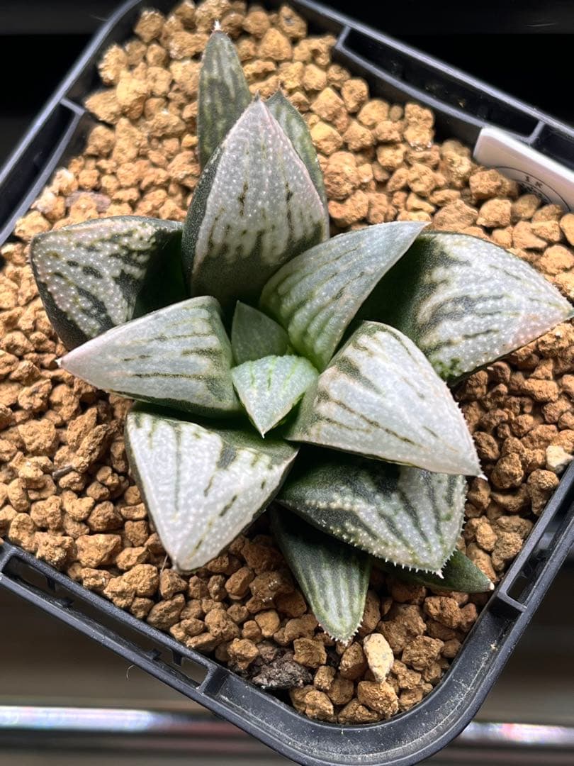ハオルチア プラチナクィーン 多肉植物 Haworthia プラチナクイーン ハオルチア プラチナ Haworthia 'Platinum'｜多肉植物図鑑 PUKUBOOK