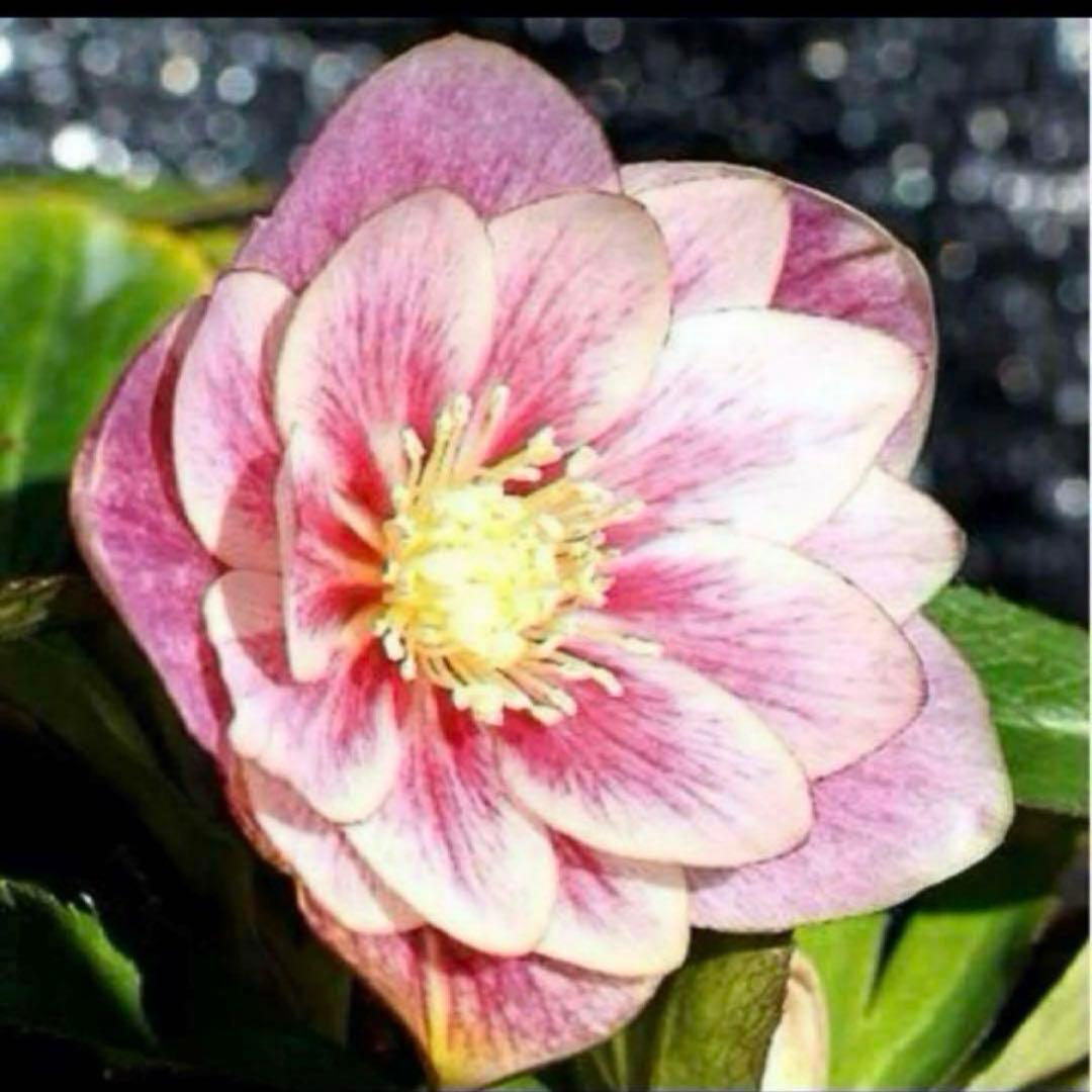 ば*な様 ☘️ラスト2☘️超希少☘️根充実❤️沢山新芽❤️807【イリュージョン