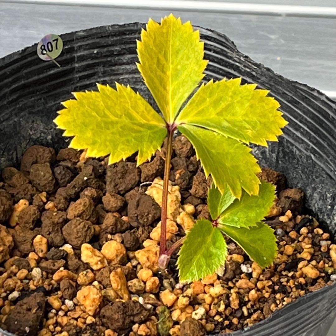 ば*な様 ☘️ラスト2☘️超希少☘️根充実❤️沢山新芽❤️807【イリュージョン