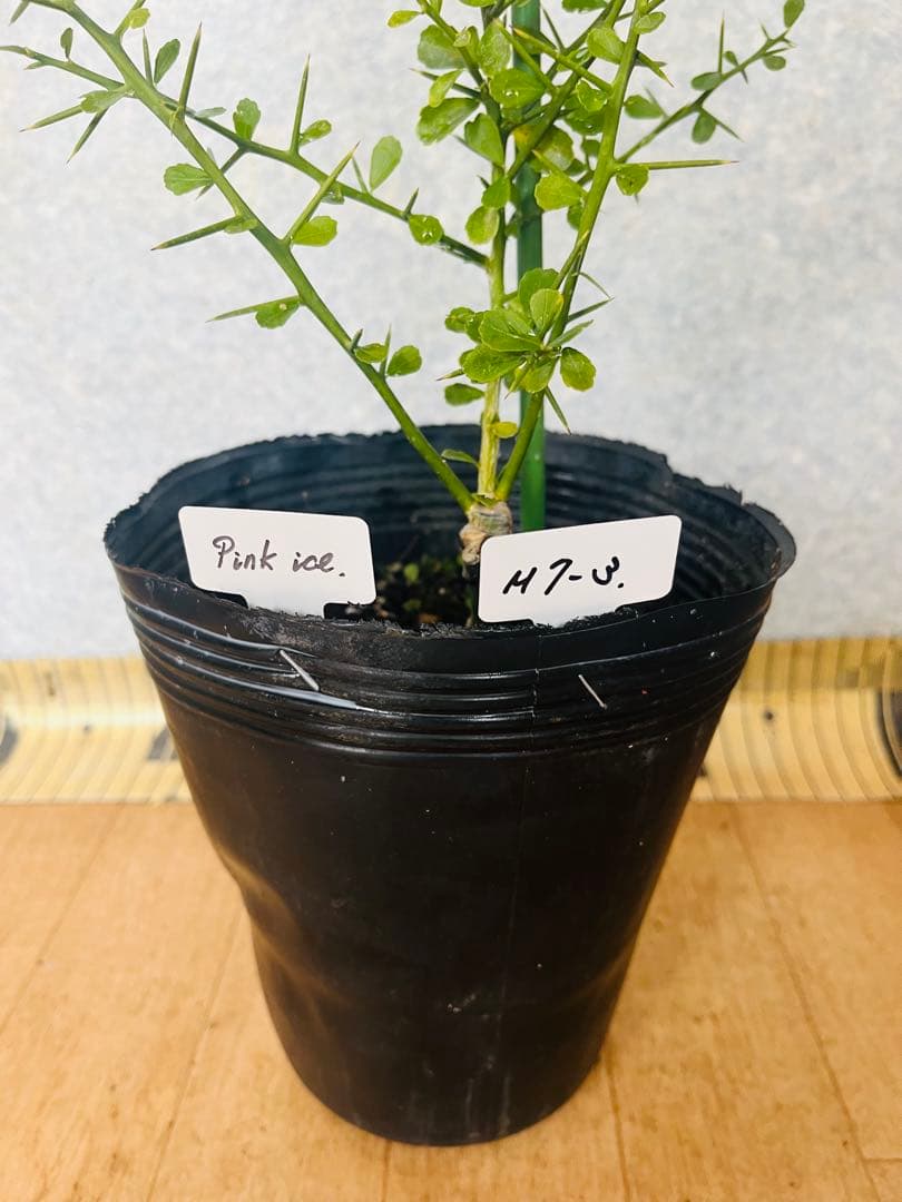 柑橘2年生 フィンガーライム接木苗／苗 まとめて3鉢 撮影品発送 - メルカリ