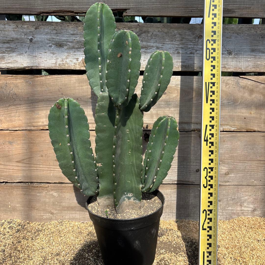 売り切越冬済 柱サボテン 鬼面角 発根 ドライガーデン 耐寒性アガベ