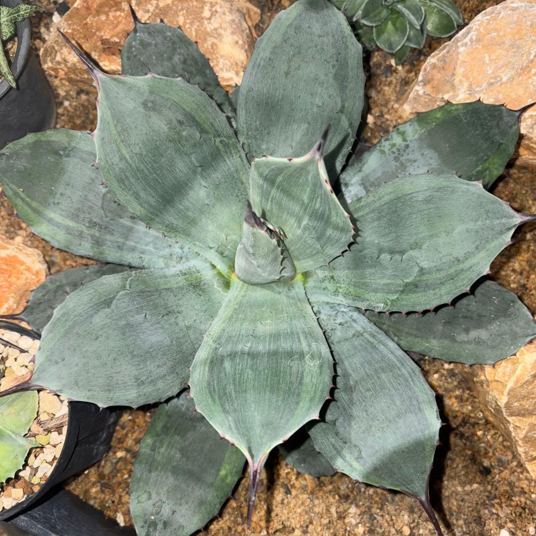 パリーボーダーガード Agave parryi ´Border Guard´ #パリーボーダーガード #斑入り甲子園