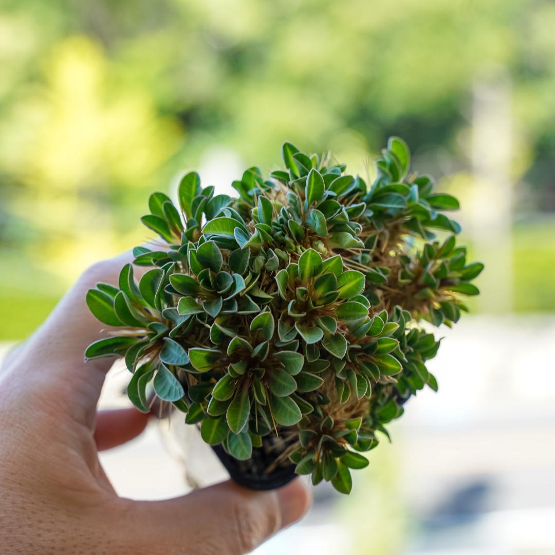 綴化 ユーフォルビア ギラウミニアナ 鉢ごと発送 実生株