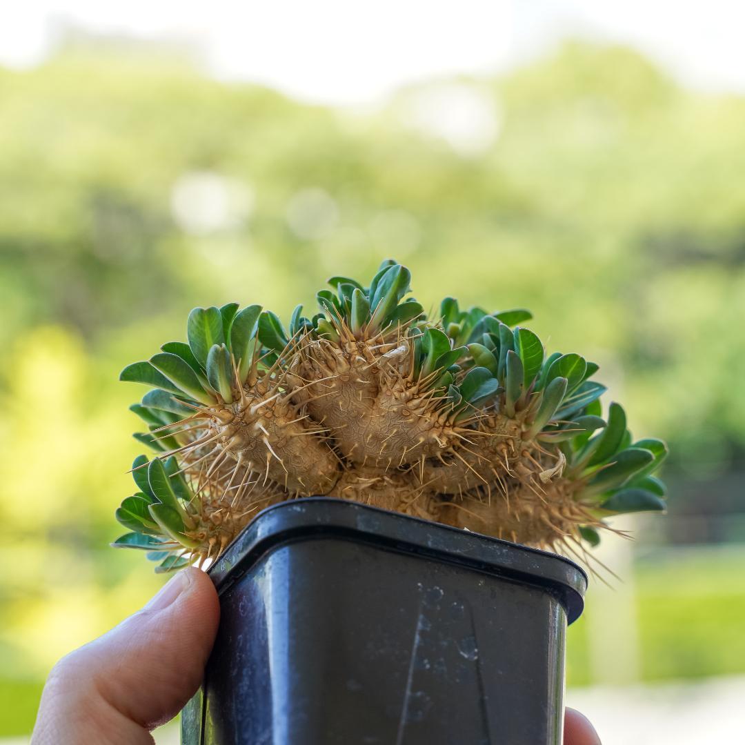 綴化 ユーフォルビア ギラウミニアナ 鉢ごと発送 実生株