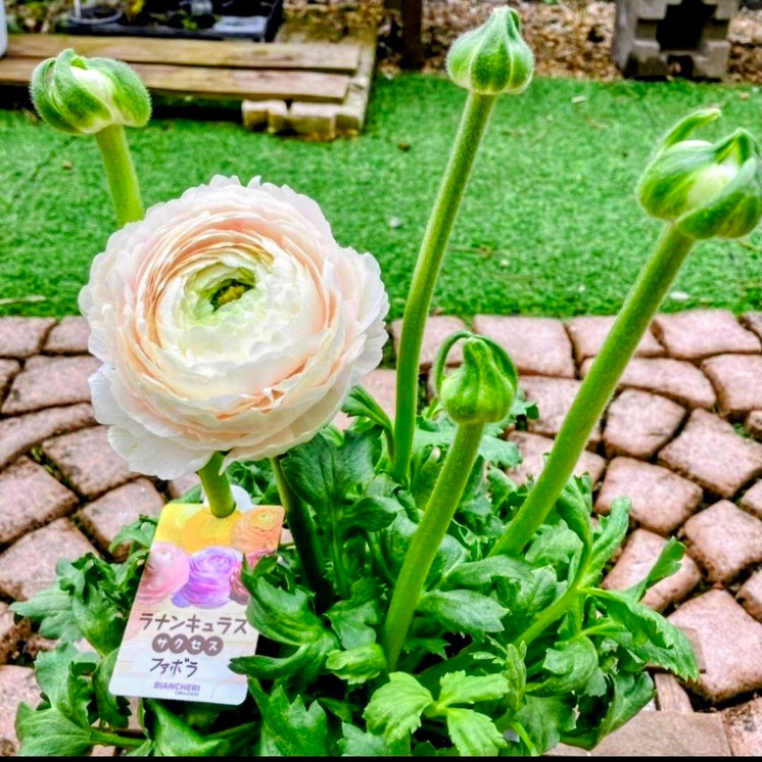 希少！【ラナンキュラス】サクセスシリーズ『ファボラ』5号『八重咲き