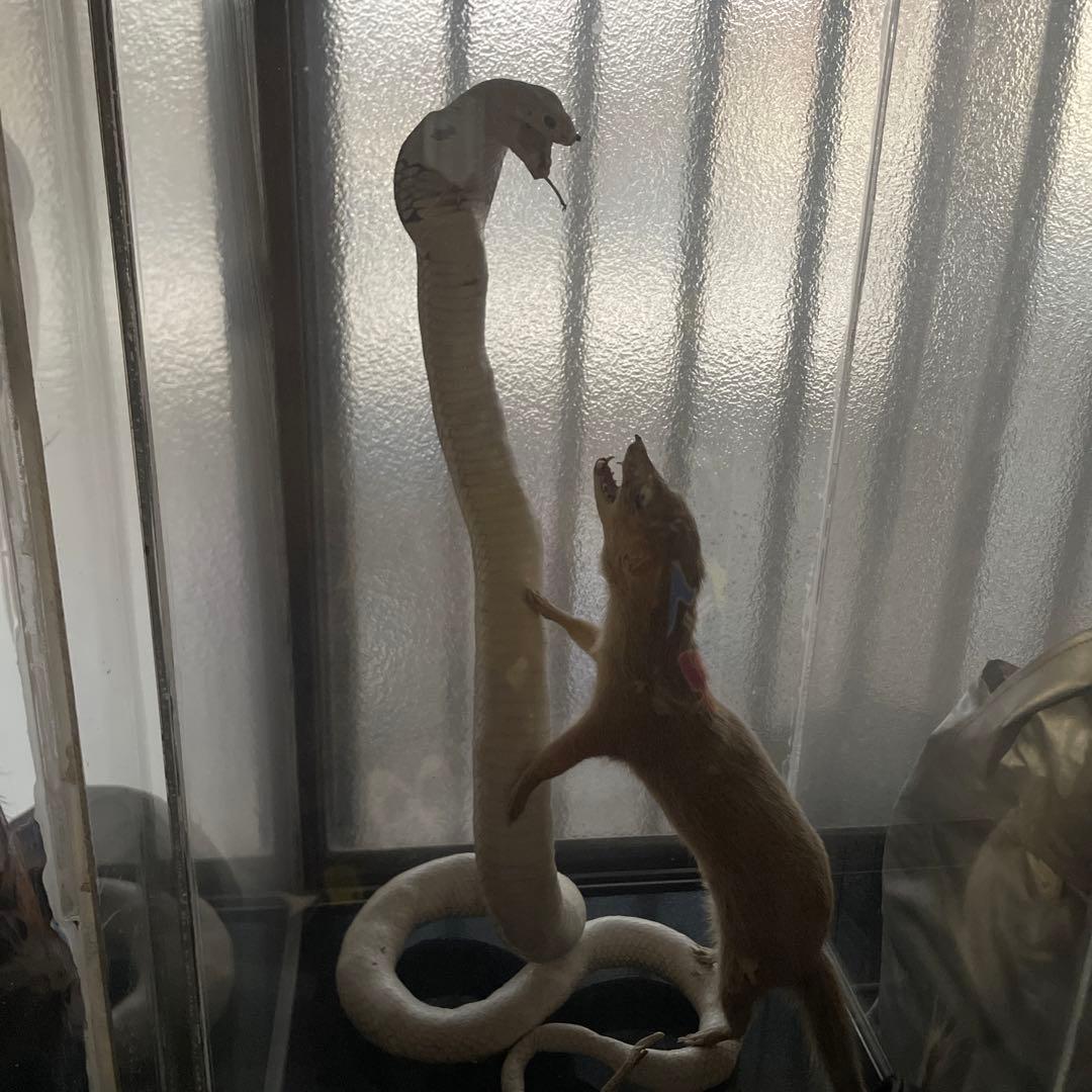 コブラ対マングース　剥製 大特価】コブラ VS マングースの剥製 | 博物と古物の奇妙な雑貨店