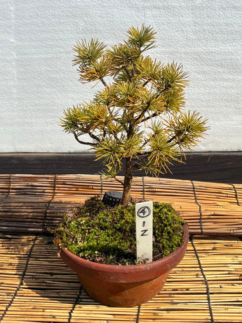 ☆盆栽☆ 赤石五葉松【Z-4】9年物 ☆愛媛県より発送☆ - メルカリ