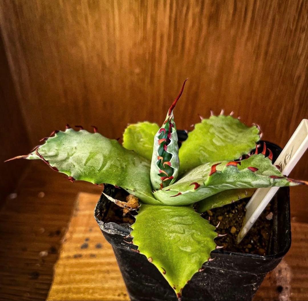 Hidden Agave アガベ パラサナ × イシスメシス ハイブリッド - メルカリ