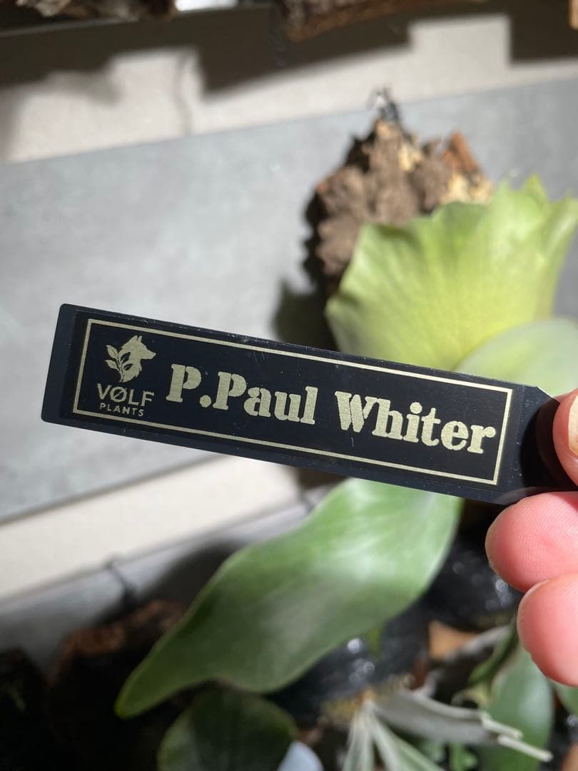 P.Paul Whiter／ビカクシダ ポールホワイター 板付 中株 - メルカリ