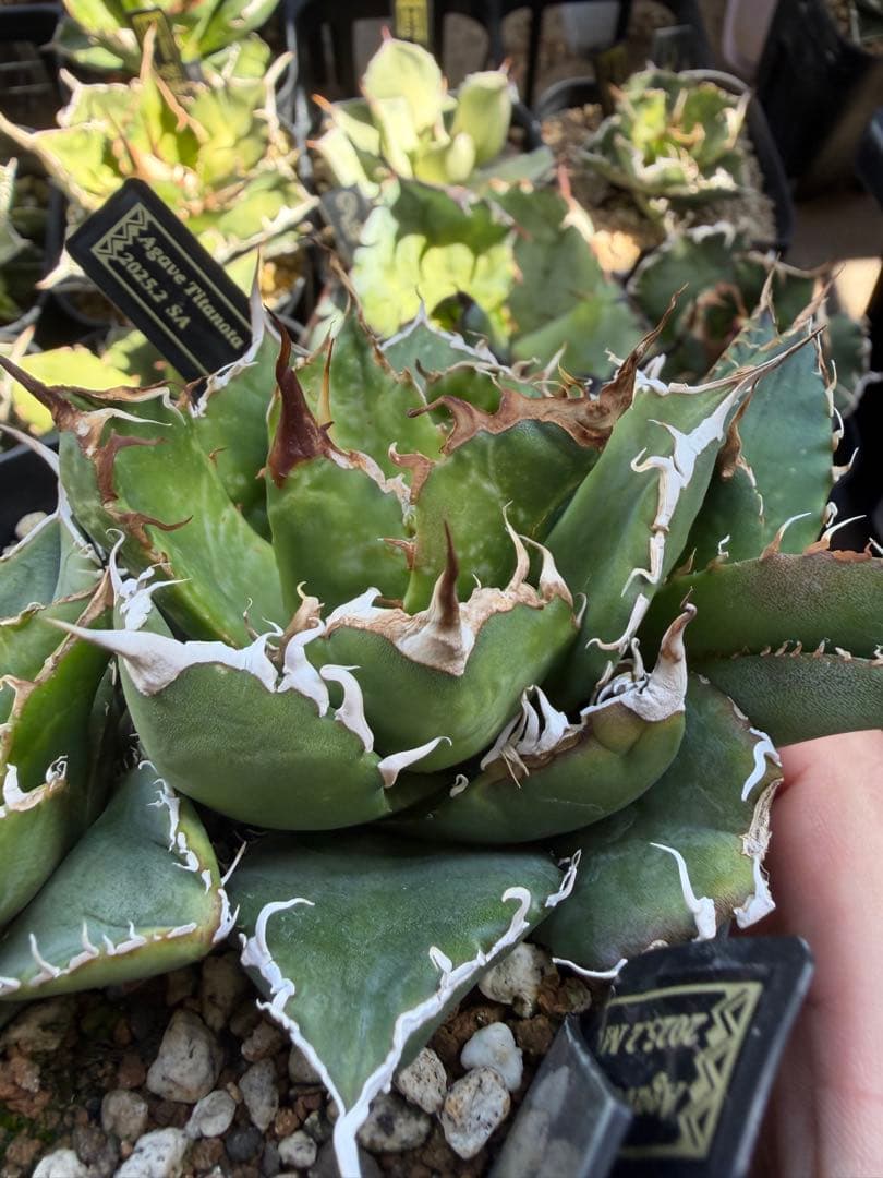 ノーネーム イラン株 子株 - メルカリ