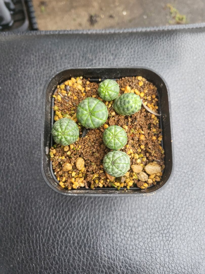 ユーフォルビアオベサ6株 - メルカリ