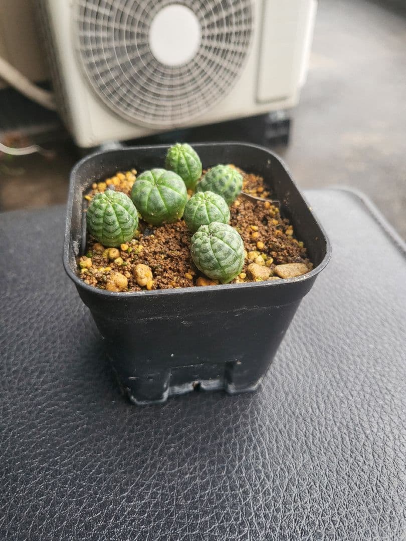 ユーフォルビアオベサ6株 - メルカリ