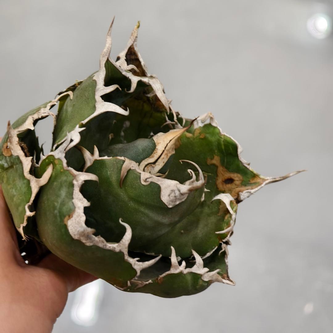 w423高級品種 アガベ チタノタ 金剛 agave kingkong 極上強棘 - メルカリ
