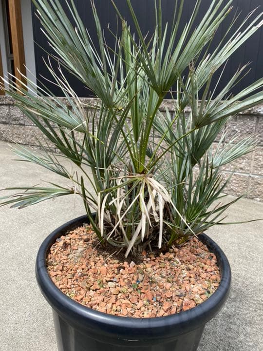 チャメロプス セリフェラ 多頭 大株 - メルカリ