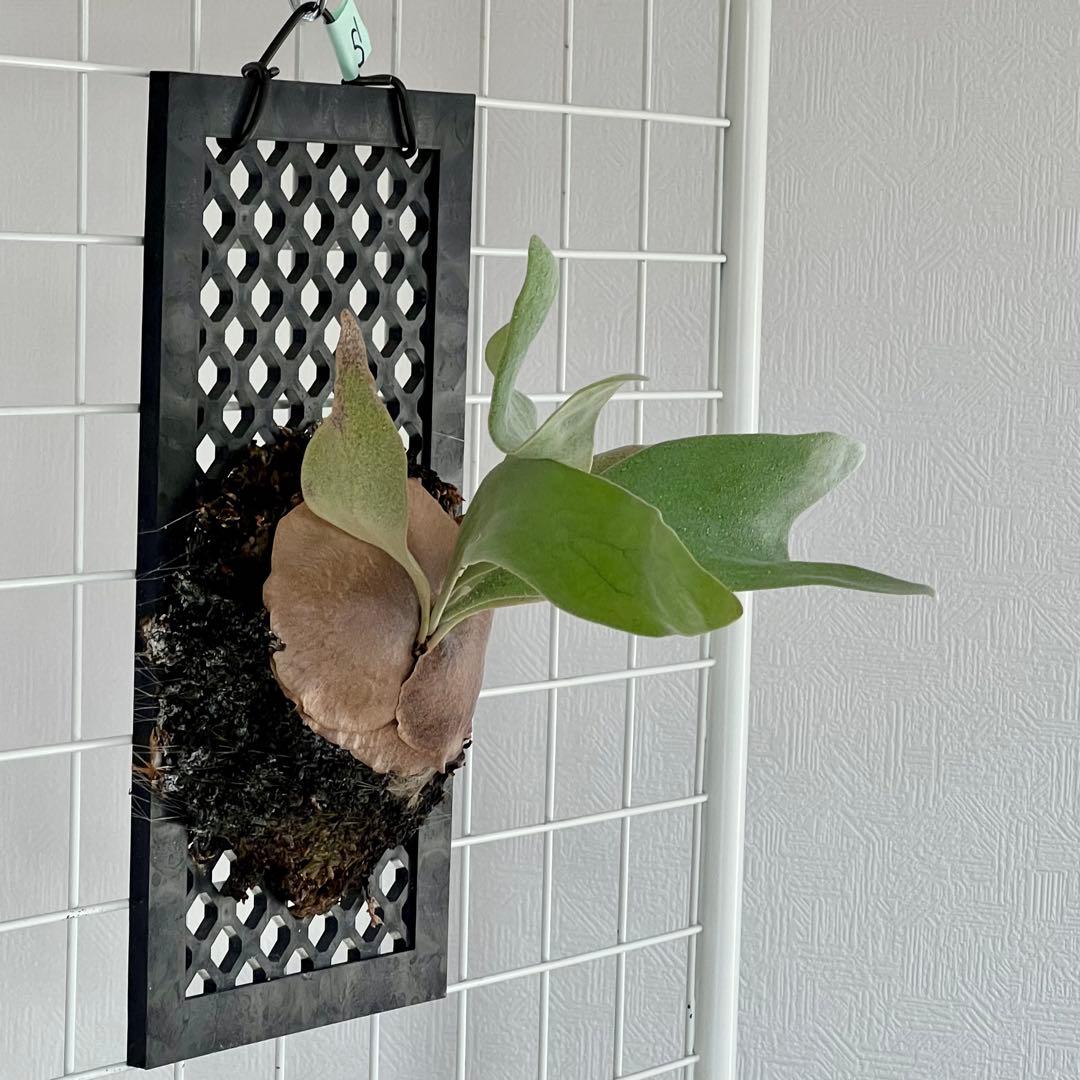 OC子株 platycerium ginka pup 銀華ギンカ54ビカクシダ - メルカリ