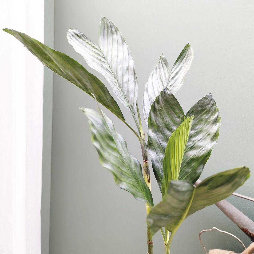 希少☆ヤシ科 チャメドレア テネラ モダンメタリック6号 硬い葉