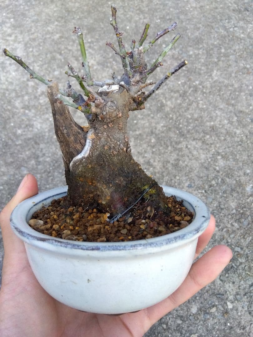 野梅 盆栽 3.5号陶器鉢つき コンパクト造り込み個体❗ し - メルカリ