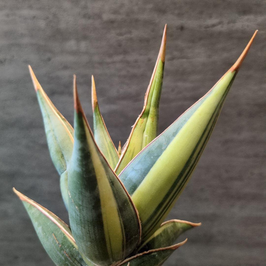 ② サンスベリア ピングイキュラ 斑入り 輸入株 大株 ロリダ アガベ