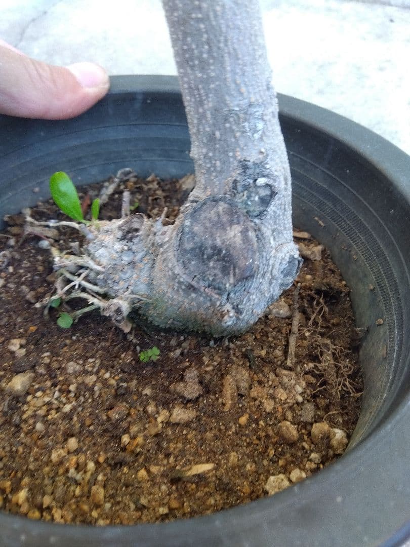 オリーブ 古木 創樹 6号鉢つき 盆栽❗ ③