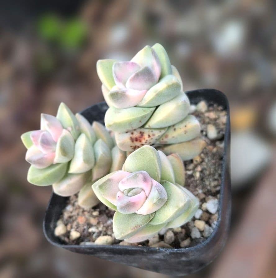 多肉植物♡ピンクが可愛い♪紀の川錦（抜き苗） - メルカリ