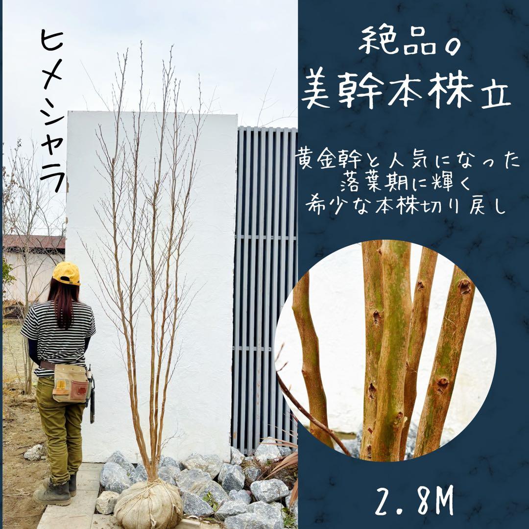 絶品黄金幹。ヒメシャラ切り戻し本株立ち2.8M(鉢底から) - メルカリ