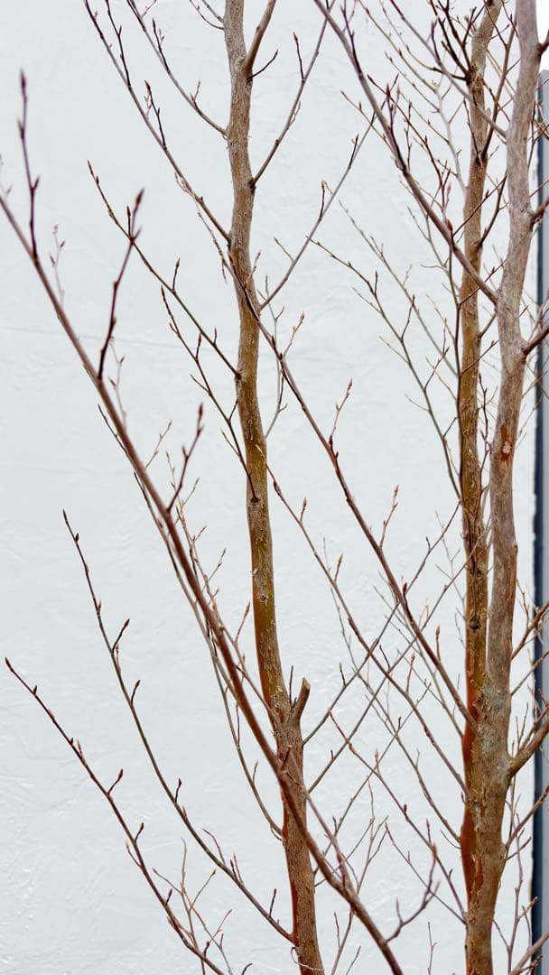 絶品黄金幹。ヒメシャラ切り戻し本株立ち2.8M(鉢底から) - メルカリ