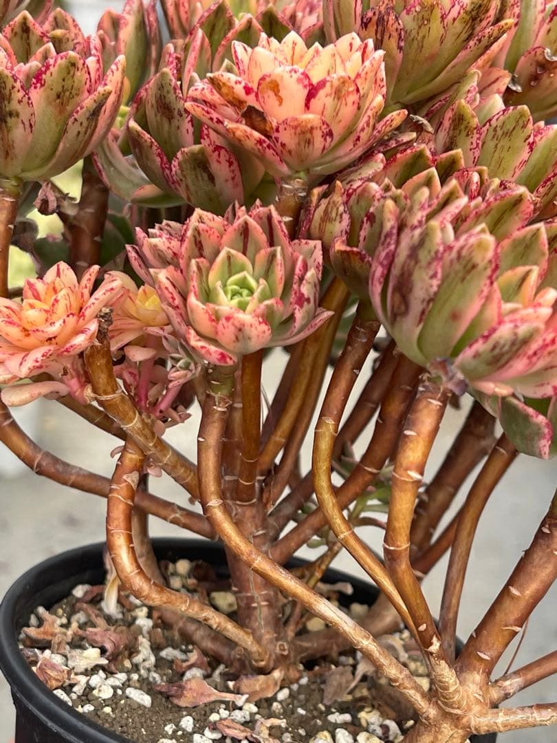 アエオニウム 甜茶錦（ブロンズメタル錦）⭐️お買い得、超特大 プーケ