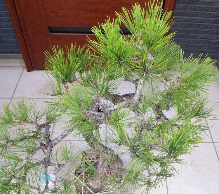 現品】黒松（くろまつ）（クロマツ）根巻 ム6番 - メルカリ