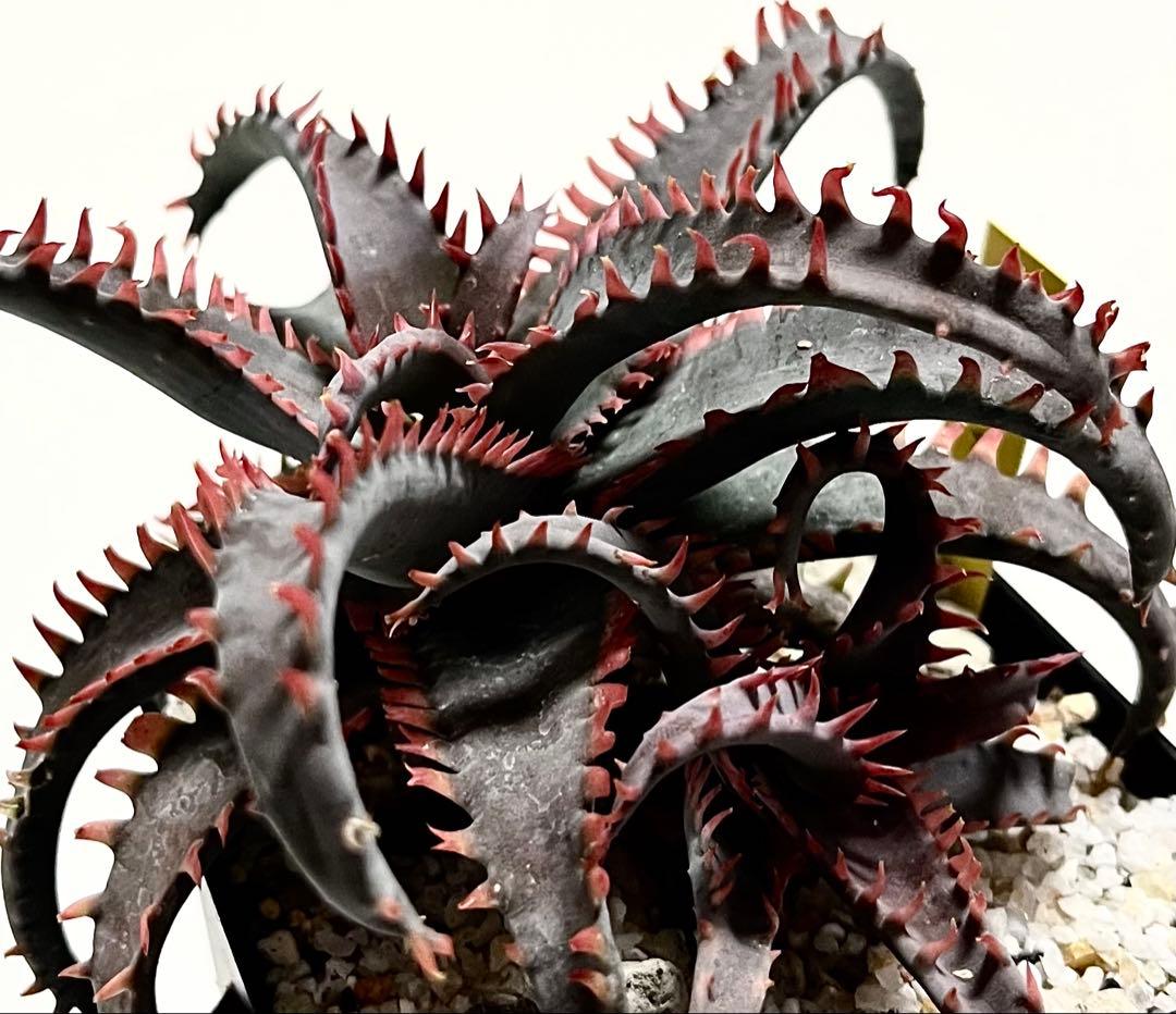 速達付き アロエTCTハイブリッド【親株】成熟株 カスティロニアエhyb