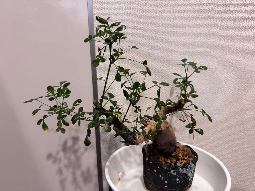 【極美】カタフピュア　厳選株　発根済芽吹きあり