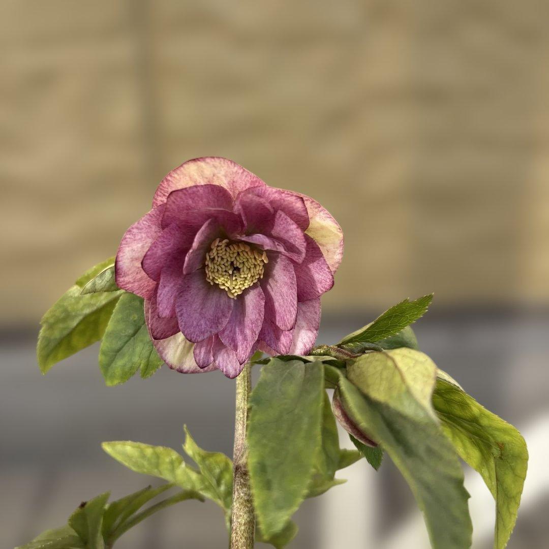 いろは交配 dd 大木ナーサリー クリスマスローズ タグ付き 現品 開花株