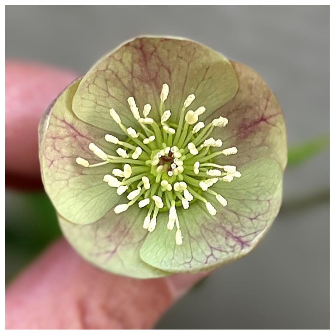 発送お任せ❣️□大和園□抹茶パステ クリスマスローズ - メルカリ