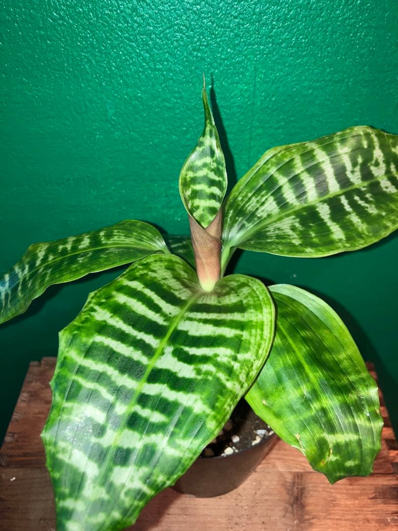 希少〈〈 Dracaena 'goldieana' 4号 K1071028344 - その他観葉植物新しい