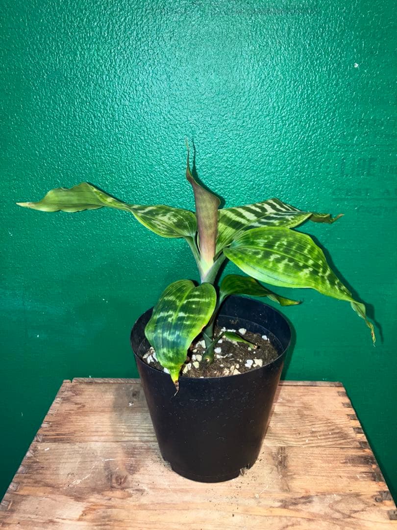 希少〈〈 Dracaena 'goldieana' 4号 K1071028344 - その他観葉植物新しい