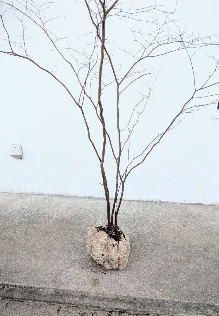 生産終了品 清水湧く如く。山採りシロモジ。 フラワー・ガーデニング