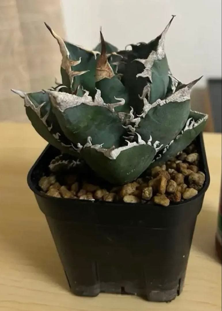アガベ美株SAD 南アフリカダイヤモンド 発根済み 鉢ごと 子株付き