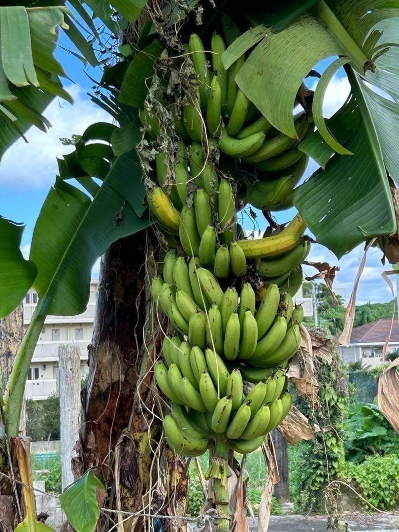 110cm=世界一美味と称賛記事◇木熟OK伝統種/島バナナ◇至高の糖度