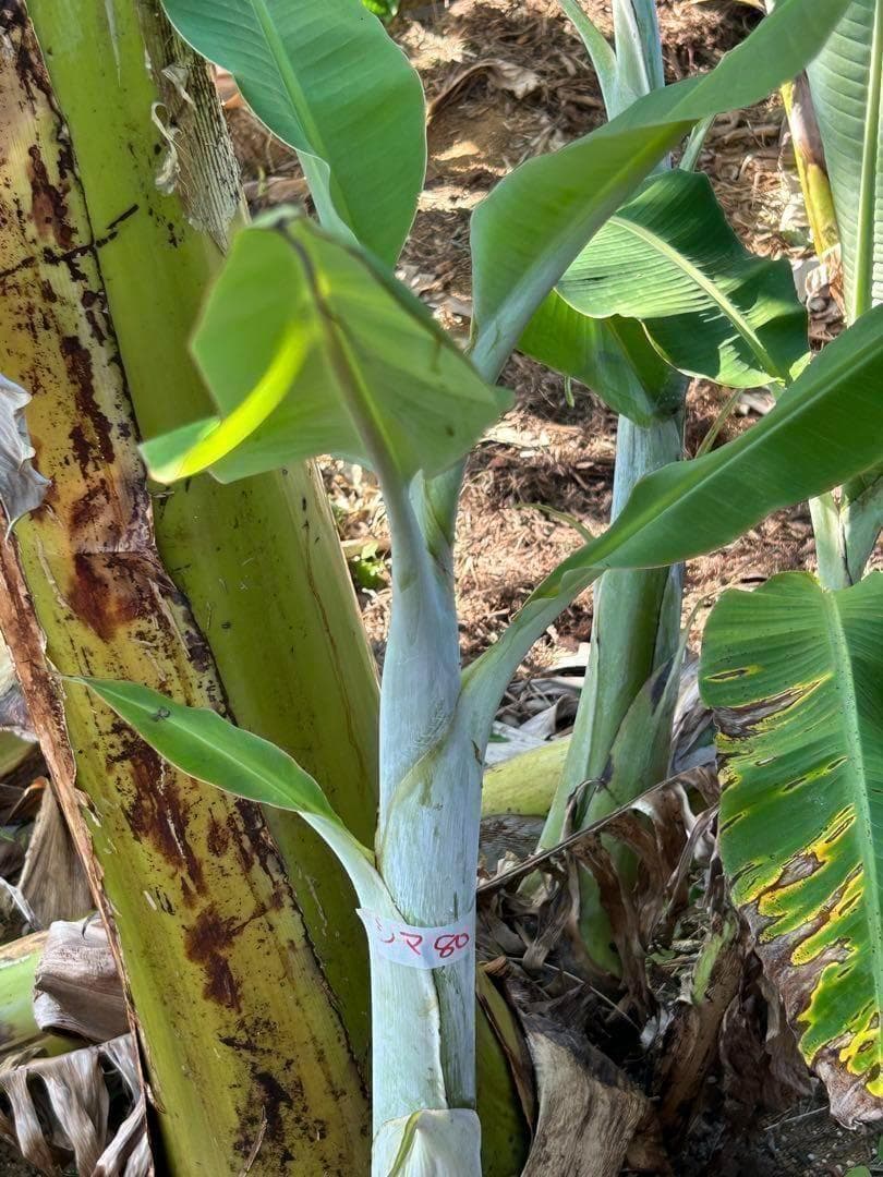 110cm=世界一美味と称賛記事◇木熟OK伝統種/島バナナ◇至高の糖度