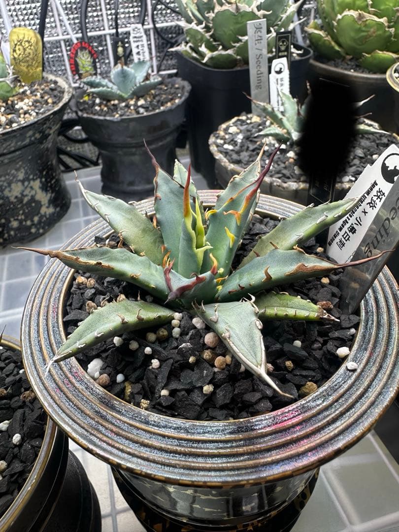 アガベ ハイブリッド 選抜株 - メルカリ