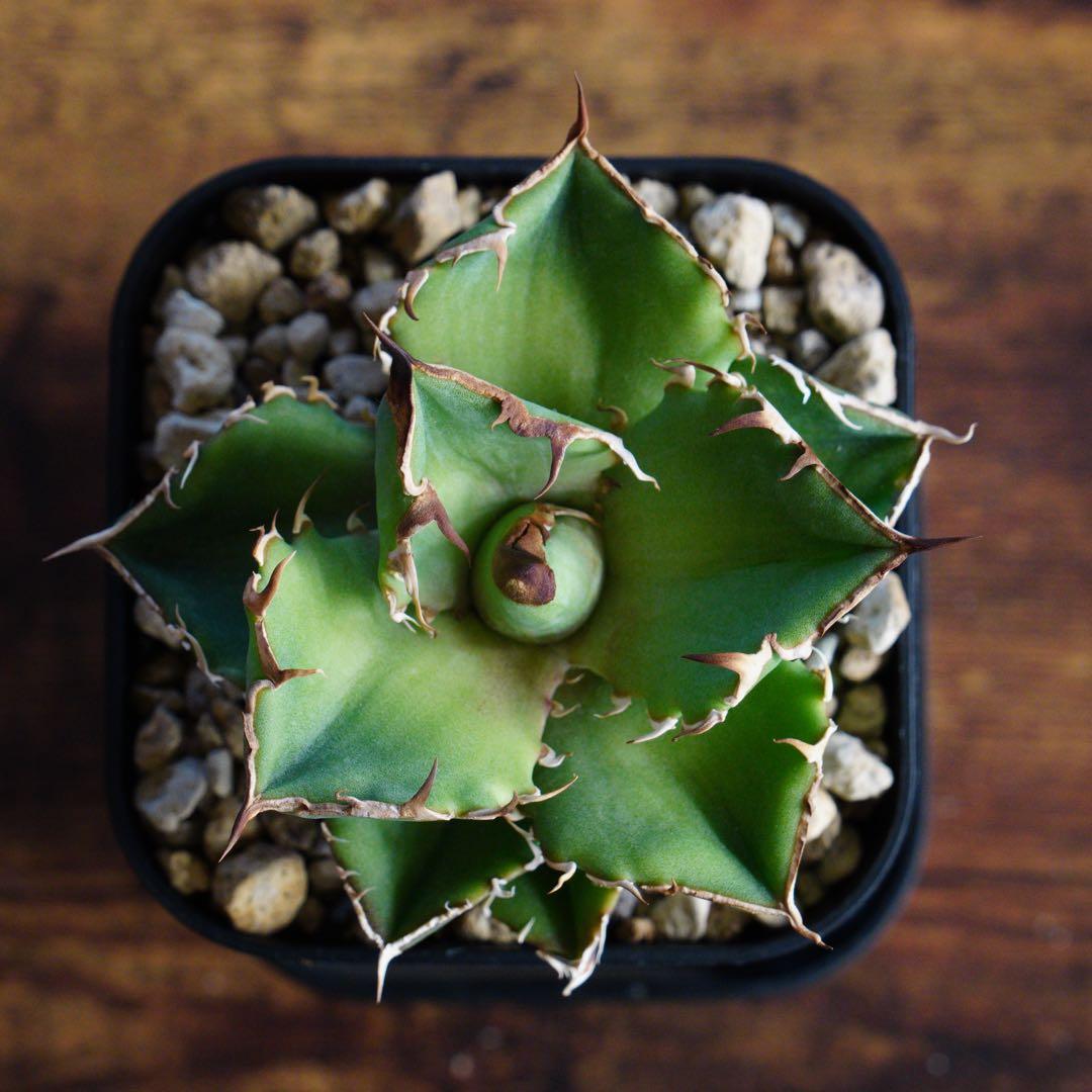 019】アガベ オテロイ 実生／抜き苗発送 - メルカリ