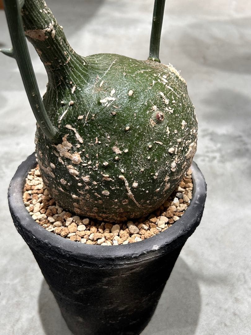 まんまる！アデニア　グロボーサ　鉢付き アデニア グロボーサ | GREEN LUCK