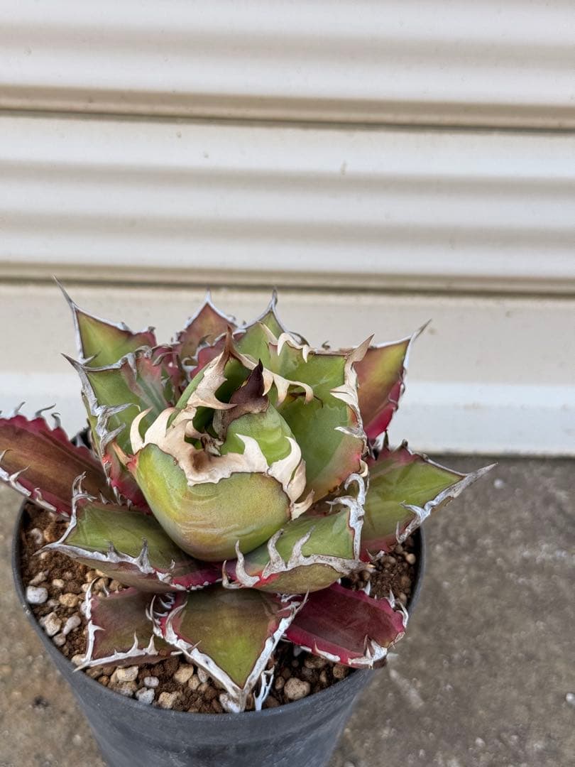 レッドキャットウィーズル 斑入り｜ピンク差し斑｜3.5寸鉢｜希少　斑入りRCW NEIGHBORHOOD - アガベ チタノタ レッドキャットウィーズル 斑入り? 4