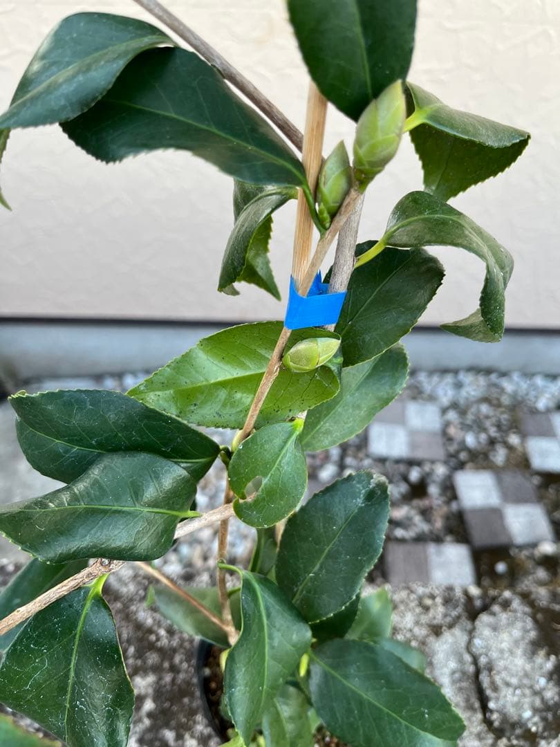 つばき　最小白花(さいしょうしろばな) 白色名花 極小輪 一重咲き 蕾あり宅急便